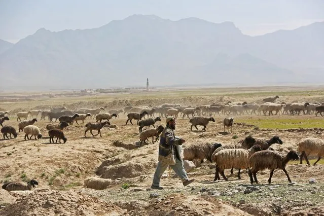 An Afghan nomad, called Kuchi, shepherd leads his sheep on the outskirts of Kabul, Afghanistan, Monday, April, 13, 2015. (Photo by Rahmat Gul/AP Photo)