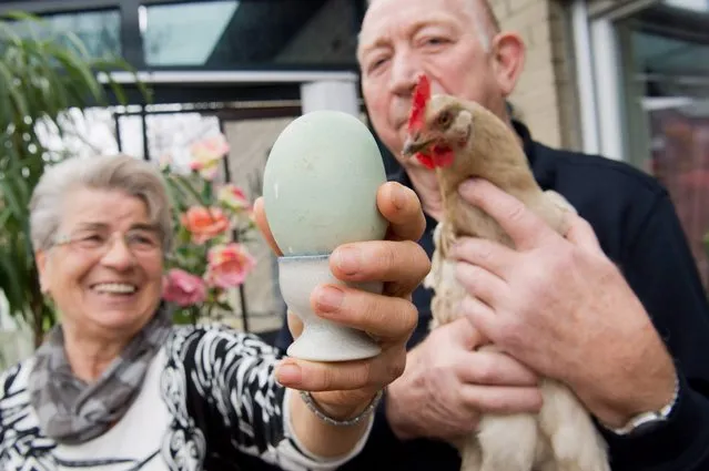 Chicken farmers Ingrid and Guenther Meyne holding an unusually large chicken egg in Wolfenbuettel, Germany, 02 March 2016. The egg weighs 184 grams, which is around three times more than usual. (Photo by Julian Stratenschulte/EPA)