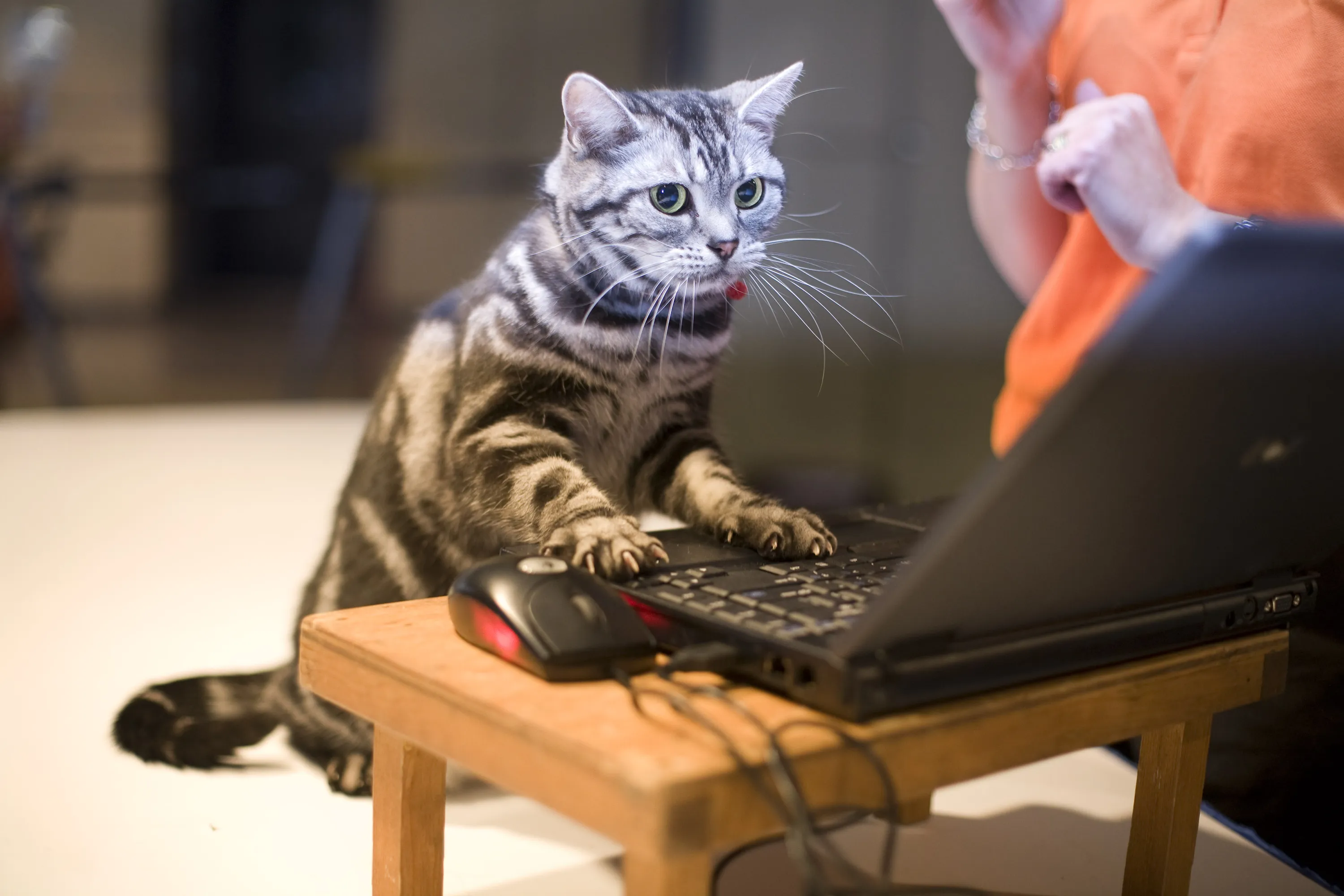 Кот разработчик. Котенок за компьютером. Компьютерный кот. Котенок с компьютером. Кот и компьютер.
