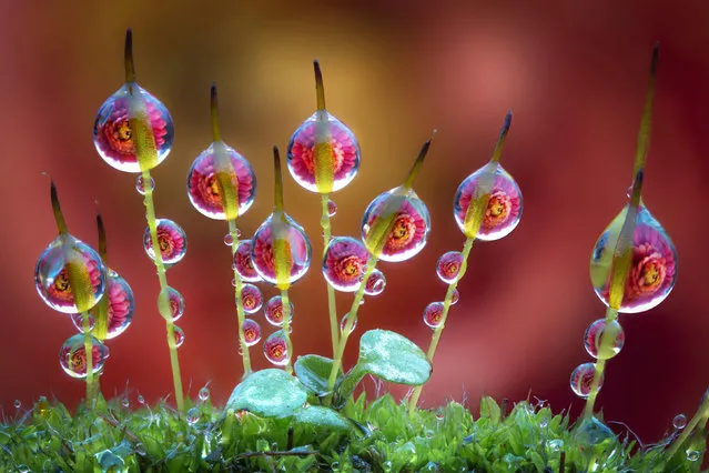 Ever wondered what life is like in miniature? An Italian photographer has perfected his own brand of macro photography with stunning pictures of miniscule drops of dew on flowers. Alberto Ghizzi Panizza, 40, has been a photographer for 18 years and specializes in macro images. All of these pictures were taken on the riverbanks of the Po River, in northern Italy, as Panizza pursued his passion for nature. “I'm deeply fond of nature and animals and always look for the beauty in the world around us”, Panizza said. (Photo by Alberto Ghizzi Panizza/Caters News)