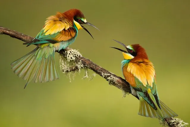 Shortlisted; Family quarrel. Córdoba, Spain. Bee-eaters are easily spotted birds because of their colours. They spend most of their time flying in search of insects. (Photo by Alfonso Roldán Losada/Royal Society of Biology Photography Competition)