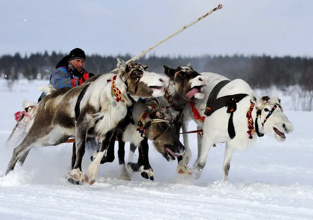 Racing to the finish in a competition for the annual reindeer herders day in a remote village in the Murmansk Oblast region in the village of Lovozero, Murmansk, Russia on March 21, 2016. (Photo by Lev Fedoseyev/TASS via Getty Images)