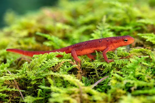 An eastern newt (Notophthalmus viridescens) in the red eft stage, at DuPont state recreational forest near Hendersonville, North Carolina, US in August 2020. (Photo by Steve Boice/Alamy Stock Photo)
