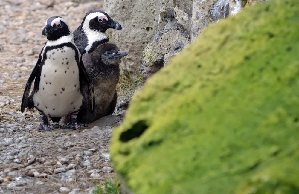 The Week in Pictures: Animals, February 22 – February 28, 2014