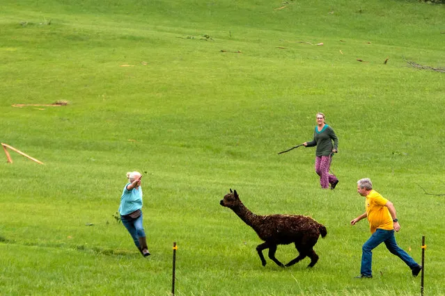 An alpaca is chased down in a field near damaged properties, after several tornadoes touched down overnight, in Linwood, Kansas, U.S., May 29, 2019. (Photo by Nate Chute/Reuters)