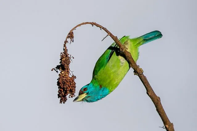 A blue-throated barbet eats the fruit on a tree branch in Pokhara, 120 miles west of Kathmandu, Nepal, Saturday, January 1, 2022. Pokhara is one of the famous tourist destinations in Nepal. (Photo by Niranjan Shrestha/AP Photo)