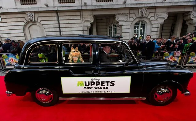 Kermit the Frog and Miss Piggy arrive in a black taxi at the celebrity screening of Muppets Most Wanted at the Curzon Mayfair in central London, on March 24, 2014. (Photo by Justin Tallis/PA Wire)