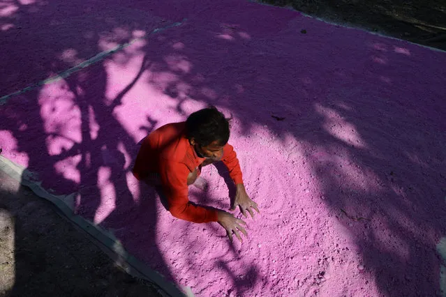 An Indian labourer sifts coloured powder, known as “gulal”, to be used during the forthcoming spring festival of Holi, inside a factory at Fulbari village on the outskirts of Siliguri on March 6, 2017. (Photo by Diptendu Dutta/AFP Photo)