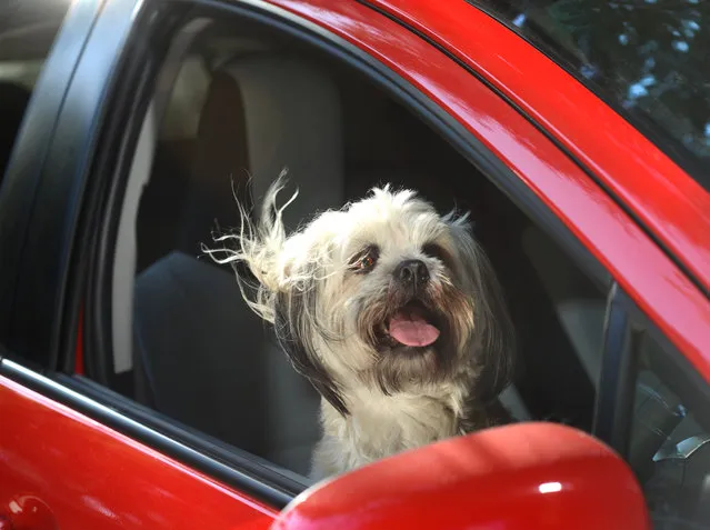 A shih tzu leans out of a car window in Los Angeles, California. A wacky photographer has come up with an unusual pet project – snapping ecstatic dogs as they hang their heads out of car windows. Lara Jo Regan, 48, embarked on the odd task for her new 2014 calendar “Dogs In Cars”. The unusual shoot, which took place in Los Angeles, California, aimed to explore the joy experienced by pugs and huskies when a breeze hits their faces. (Photo by Lara Jo Regan/Barcroft Media)
