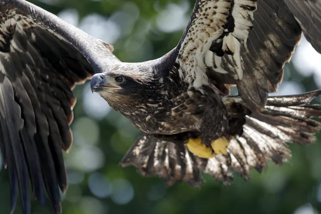 A formerly injured eaglet is released in a suburban New Orleans driveway, near its original nest, in Metairie, La., Tuesday, May 28, 2019. A bald eagle hatched this spring in a New Orleans suburb was released Tuesday in the same neighborhood after two weeks in Louisiana State University's Wildlife Hospital. Dozens of neighbors who have watched over the eagle family cheered as the mottled brown bird hopped out of the cage in which it had traveled from Baton Rouge and launched itself into the air. It sat for several minutes on the roof of a house in the shadow of its nest while a pair of mockingbirds dive-bombed it. Then it flew off. The eaglet had been taken to the LSU veterinary school Wildlife Hospital on May 11. It had been found walking in a nearby street, and barely able to fly. (Photo by Gerald Herbert/AP Photo)