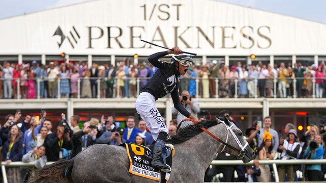 Jaime Torres, atop Seize The Grey, reacts after crossing the finish line to win the Preakness Stakes horse race at Pimlico Race Course, Saturday, May 18, 2024, in Baltimore. (Photo by Julio Cortez/AP Photo)