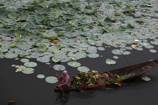 A Kashmiri woman rows a boat filled with lotus leaves on Dal Lake in Srinagar August 4, 2012. (Photo by Danish Ismail/Reuters)