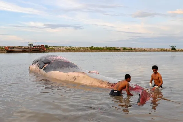 Fishermen try to tow a dead Bryde's whale in Surat Thani province, Thailand on June 19, 2019. (Photo by Reuters/Stringer)