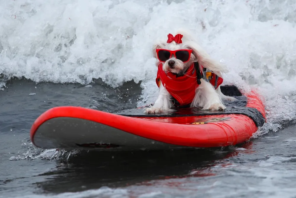 Top Surf Dog 2019