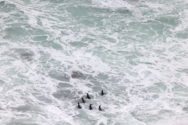 Endangered Humboldt penguins swim at 'Islote pajaros ninos' where they inhabit and nest, during a burrows inspection, at Algarrobo area, in Valparaiso, Chile on June 6, 2024. (Photo by Ivan Alvarado/Reuters)