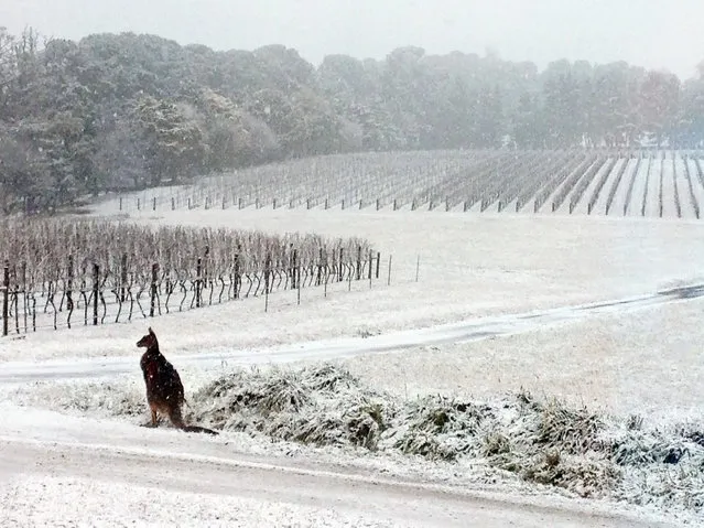 This July 16, 2015, photo provided by Bill Shrapnel and photographed through a window shows a Kangaroo on the Colmar Estate vineyard in Orange, New South Wales, Australia. The winter storm caused traffic accidents, school closures and power outages around the state on Australia's southeastern coast. (Photo by Bill Shrapnel/AP Photo/Colmar Estate)