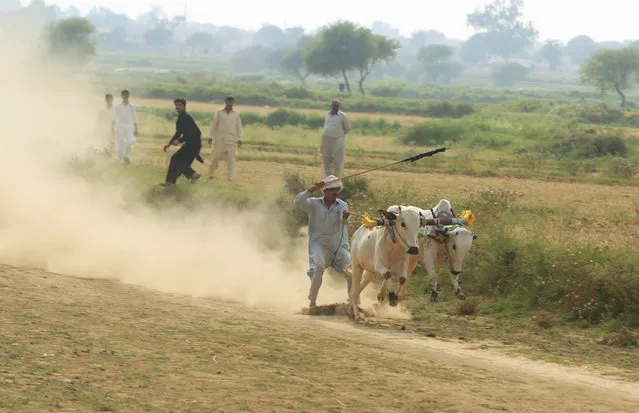 A man reacts as the bulls he is riding run on a muddy track in a field on the outskirts of Islamabad, Pakistan, May 6, 2016. (Photo by Faisal Mahmood/Reuters)