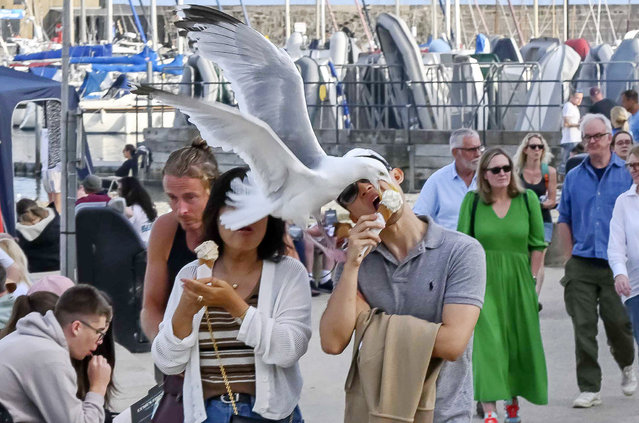 The seagull takes a bite out of the ice cream at the same time the man does in Lyme Regis, Dorset on August 5, 2024. (Photo by Graham Hunt/Bournemouth News)