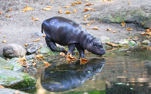 A six-week-old baby hippo “Toni”, named after German national soccer player Antonio Ruediger, is pictured at the Berlin Zoo, in Berlin, Germany, on August 15, 2024. (Photo by Nadja Wohlleben/Reuters)