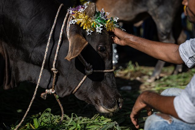 A sacrificial cow is prepared for slaughter as a sacrificial act during Eid al-Adha on June 17, 2024, in Kuala Lumpur, Malaysia. Muslims worldwide are celebrating Eid al-Adha to commemorate the Prophet Ibrahim's readiness to sacrifice his son as a sign of obedience to God, during which, they sacrifice permissible animals, generally goats, sheep, and cows. (Photo by Annice Lyn/Getty Images)