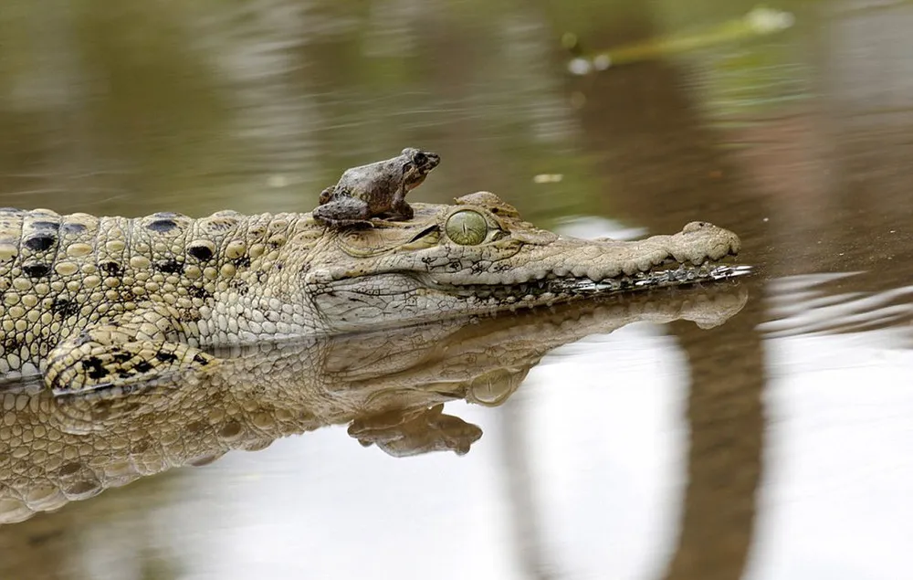 Frog Perched On The Crocodile