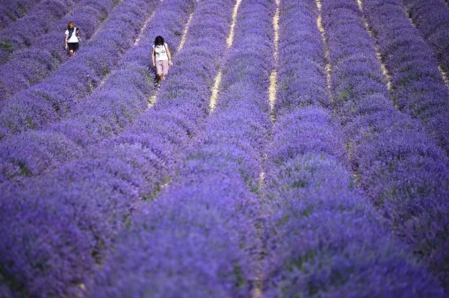 Women walk in a lavender field on June 29, 2021 in Sale San Giovanni, near Cuneo, Northwestern Italy. (Photo by Marco Bertorello/AFP Photo)