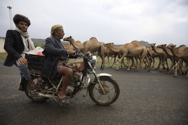 People ride a motorcycle past Arabian camels walking on the outskirts of Sana'a, Yemen, 27 August 2024. Herders try out milk-producing camels that are more resilient to climate change while struggling to find pastures in mountains or plains across Yemen due the negative impacts of climate change. They breed Arabian camels to provide income for their families from the proceeds of dairy products and meat sales as the United Nations estimates that 18.2 million people, over half of Yemen's population, in need of humanitarian aid. (Photo by Yahya Arhab/EPA/EFE)