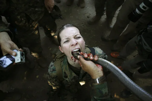 A U.S. marine drinks the blood of a cobra during a jungle survival exercise with the Thai Navy as part of the “Cobra Gold 2013” joint military exercise, at a military base in Chon Buri province, Thailand February 20, 2013. (Photo by Damir Sagolj/Reuters)