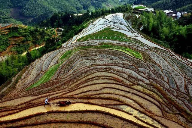 Honorable Mention, Pictorial. Photo by Wang Song, Xinhua, ZumaPressS.com:  A farmer drives his cattle to plow on the Shangbao Terrace in Shangbao Village of Chongyi County, east China's Jiangxi Province. (Photo by Wang Song)