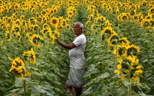 A farmer checks his sunflower field, used for the production of sunflower oil, at Singimari village on the outskirts of Guwahati in India's northeastern state of Assam on February 22, 2020. (Photo by Biju Boro/AFP Photo)