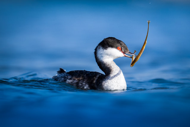 An young eared grebe (Podiceps auritus), a rare species seen in winter, is seen eating thePipefish (Syngnathinae) it hunted at a port in Atakum district of Samsun, Turkiye on October 24, 2024. Eared grebes, a water bird that leaves the northern countries in autumn and prefers the southern coasts to spend the winter, are master divers who catch their prey under water. (Photo by Alper Tuydes/Anadolu via Getty Images)