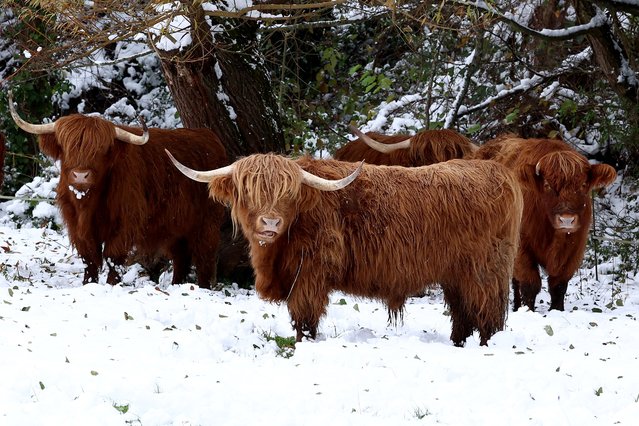 This photograph shows highland cattle cows in a field covered with snow near Bernarville, eastern France, on November 22, 2024. (Photo by Frederick Florin/AFP Photo)