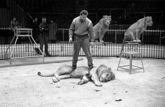 Trainer Joe Clavall aka “Tarzan” subdues one of his twelve Atlas lions and lionesses whilst rehearsing for a show by Jack Hylton's circus at Earl's Court in London. 16th January 1954. (Photo by Maurice Ambler)