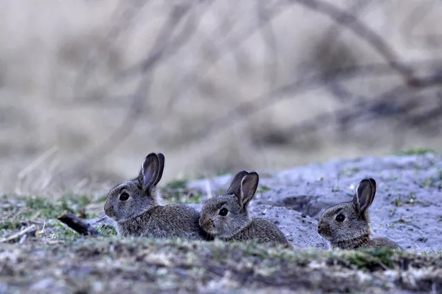 European rabbits (Oryctolagus cuniculus) near Tiszaalpar, Hungary, 12 April 2020. (Photo by Attila Kovacs/EPA/EFE)