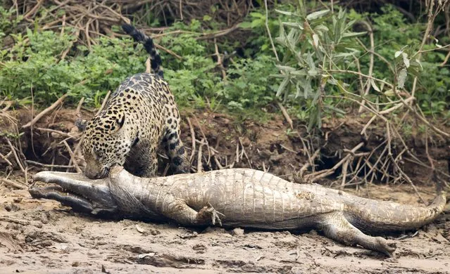 A jaguar ambushes a giant jacare caiman high up on the Three Brothers River in the Pantanal in Mato Grosso, Brazil. (Photo by Chris Brunskill Ltd/Getty Images)