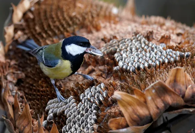 A great tit (Parus major) sits on a sunflower at a winter food place for birds in Rheinstetten near Karlsruhe, Germany, 09 Janua​ry 2020. (Photo by Ronald Wittek/EPA/EFE)