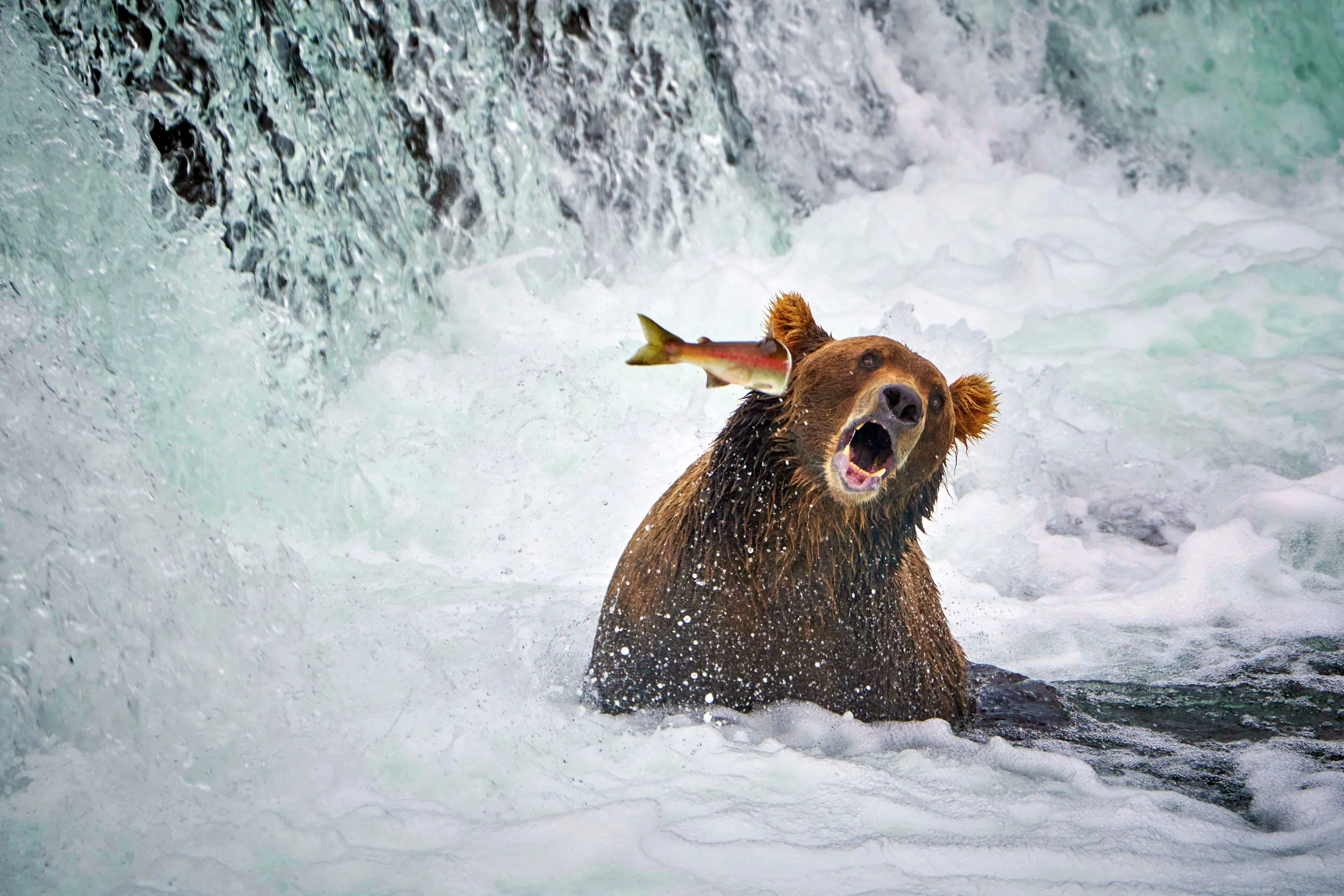Comedy Wildlife Photography Awards 2022 Finalists