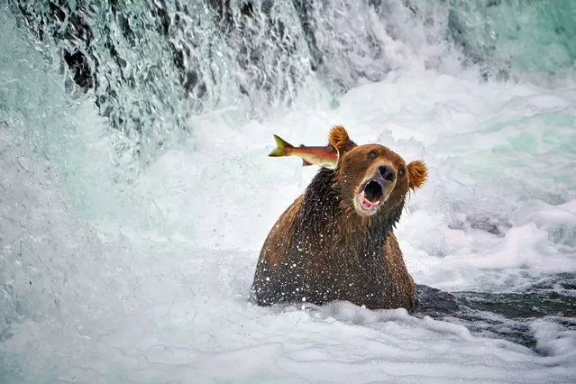 “Fight Back”. This salmon decided to slap the bear in the face rather than be lunch, in Alaska, US. (Photo by John D. Chaney/Comedy Wildlife Photography Awards)