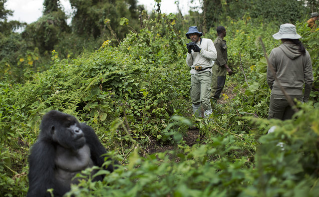 In this photo taken Friday, September 4, 2015, tourist Stephen Fernandez, center-right, takes photos of a male silverback mountain gorilla from the family of mountain gorillas named Amahoro, which means “peace” in the Rwandan language, in the dense forest on the slopes of Mount Bisoke volcano in Volcanoes National Park, northern Rwanda. (Photo by Ben Curtis/AP Photo)