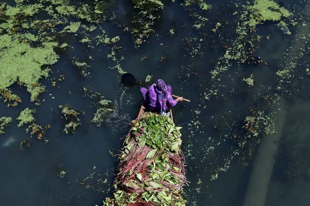 A woman in a canoe collects weeds on Dal lake in Srinagar as the city remains under curfew following weeks of violence in Kashmir, August 20, 2016. (Photo by Cathal McNaughton/Reuters)