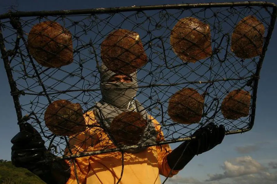 Golden Pearl Farming In Philippines