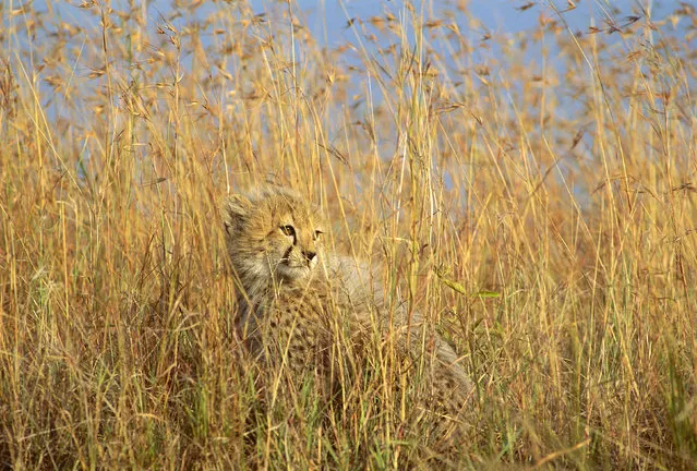 A cheetah cub half hidden in tall dry grass at the Masai Mara National Reserve, Kenya. (Photo by Ferrero Labat/Caters News/Ardea)