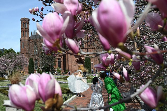 Lilia Forbang, center, has her photo taken while posing among blooming magnolia trees outside the Smithsonian Castle in Washington on March 19, 2025. (Photo by Matt McClain/The Washington Post)