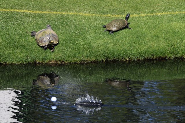 A golf ball skips the water in front of two turtles near the 16th green during a practice round for the 2025 Masters Tournament at the Augusta National Golf Club in Augusta, Georgia, USA, 08 April 2025. (Photo by Cj Gunther/EPA/EFE)