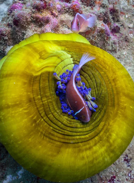 This photo taken on July 16, 2020 shows anenome fish at Koh Tao island in the southern Thai province of Surat Thani. (Photo by Lillian Suwanrumpha/AFP Photo)