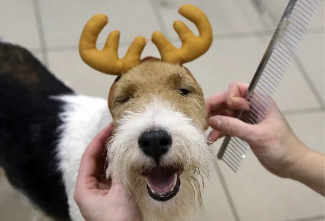 A wire fox terrier gets a festive makeover at a grooming salon in St Petersburg, Russia on December 27, 2017. (Photo by Alexander Demianchuk/TASS/Getty Images)