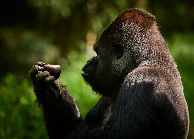 A male gorilla (silver back) named Asato eats inside his enclosure at the Beauval Zoopark in Saint-Aignan, central France, on May 7, 2025. (Photo by Guillaume Souvant/AFP Photo)
