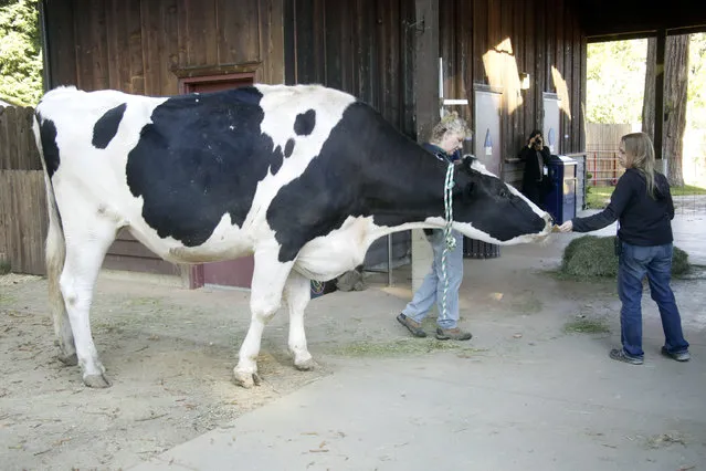In this Tuesday, September 6, 2016 photo, Lucinda Smith and animal care supervisor Amanda Auston, right, tend to Danniel, a giant Holstein steer, at the Sequoia Park Zoo in Eureka, Calif. A giant, 1-ton Holstein steer who loves to eat bread and romps like a puppy at a Northern California zoo is vying for the title of world's tallest bovine. His name is Danniel and he measures 6 feet, 4 inches from the hoof to the withers. According to the Guinness website, the tallest bovine ever was Blosom, a cow from Orangeville, Illinois, that measured 6 feet, 2 inches. Blosom died last year at age 13. Caring for the giant steer can be a challenge, said Amanda Auston of the Sequoia Park Zoo, adding that Danniel eats about 50 pounds of hay every day and produces up to 150 pounds of dung a day. (Photo by Shaun Walker/The Times-Standard via AP Photo)