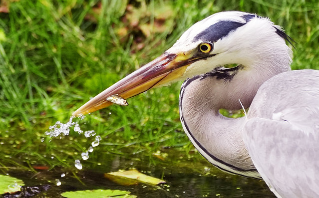 A heron hunts on the pond in Dublin's botanical gardens on the first day of the Meteorological summer on Sunday, June 1, 2025. (Photo by Brian Lawless/PA Images via Getty Images)