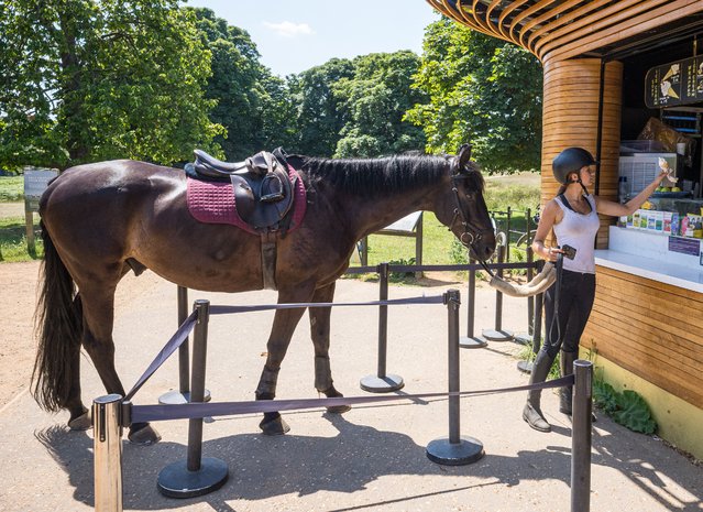 Maja Richardson with her horse, Buddy, cools off with an ice cream in Richmond Park, southwest London on June 19, 2025. (Photo by Alex Lentati/London News Pictures)